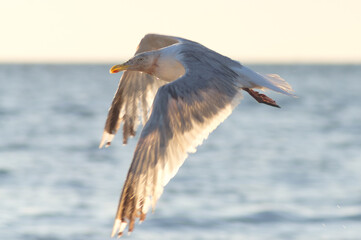 seagull in flight
