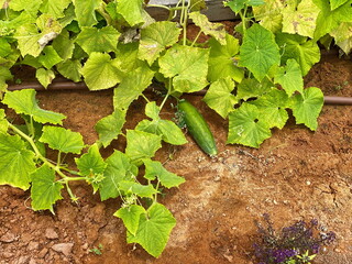 Big long fresh cucumber seedling grown at open ground in the garden. Harvest concept