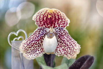 close-up Paphiopedilum Orchid flower