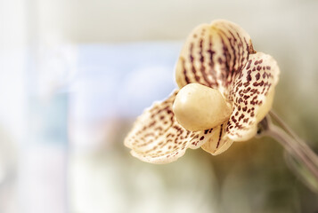 close-up Paphiopedilum Orchid flower