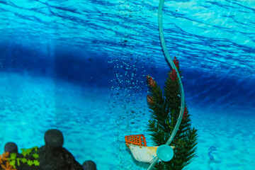 A view of  an aquarium