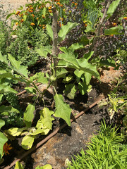 Growing the eggplants (aubergine, or Solanum melongena). Ripe fruit in the vegetable garden. Close-up