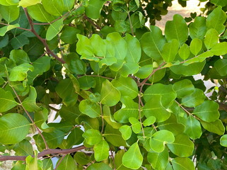 Fototapeta na wymiar Ceratonia siliqua, commonly known as carob tree or carob bush as background. Small evergreen Arabian tree which bears long brownish-purple edible pods. Carob bean, used as a substitute for chocolate