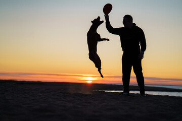  silhouette of guy and dog at sunset. American Pit Bull Terrier jumping for a toy. Backlight