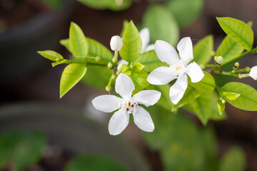 White wrightia antidysenterica flower bloom with insects eating nectar from pollen in the garden with sunlight on blur nature background.