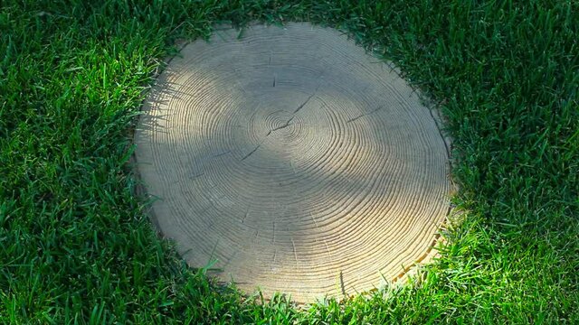 footage of tree stub grass 