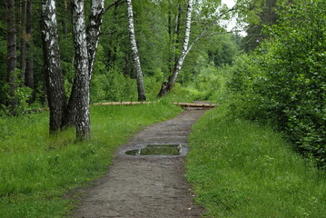 Birches and forest path on a cloudy summer day. Moscow region. Russia.