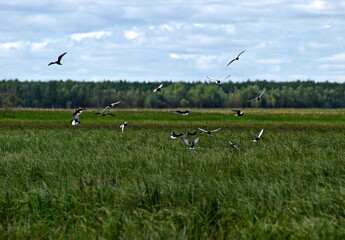 Obraz na płótnie Canvas A flock of white-winged terns over a water meadow. Khanty-Mansiysk. Western Siberia. Russia