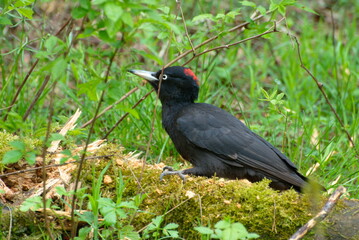 Fototapeta premium Black woodpecker (Dryocopus martius) looking for food on an old fallen tree. Moscow region. Russia.