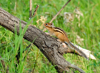 Young Asian Chipmunk (Tamias sibiricus) on the trunk of a fallen tree. Khanty-Mansiysk. Western Siberia. Russia.