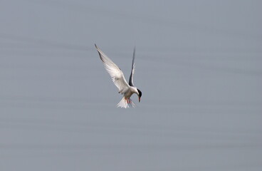 A common tern (Sterna hirundo) caught a small fish in the lake. Khanty-Mansiysk. Western Siberia. Russia.