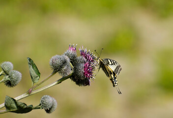 Swallowtail (Papilio machaon) enjoying the nectar on the flowers of Thistle. Khanty-Mansiysk. Western Siberia. Russia.