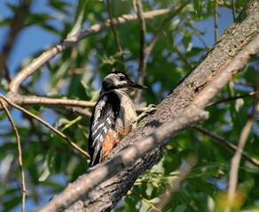 A great spotted woodpecker( Dendrocopos major) sits on a tree on a Sunny summer day. Khanty-Mansiysk. Western Siberia. Russia