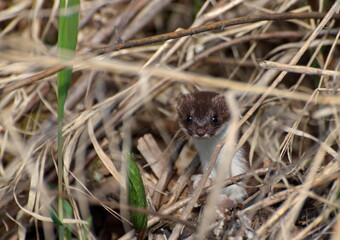 A curious weasel (Mustela nivalis) looks out from a thicket of dry grass. Khanty-Mansiysk. Western Siberia. Russia.