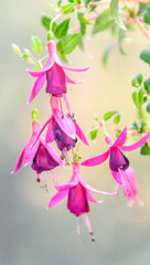 Beautiful Fuchsia flowers at window, close up natural bokeh.