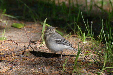 An adult chick of a white Wagtail (Motacilla alba) walks in the Park on a Sunny summer day.