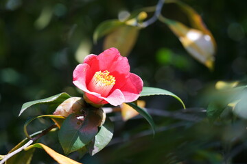Variegated, Pink and White Flower of Camellia in Full Bloom
