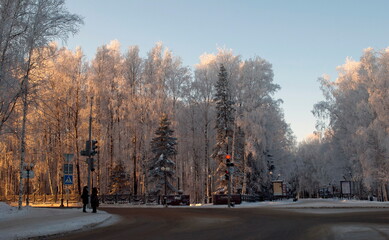 Khanty-Mansiysk. Western Siberia. Russia. January 20. 2011. Morning light on the frosted birches of the city Park.
