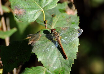 A small dragonfly sits on a birch leaf on a Sunny September morning. Moscow region. Russia.