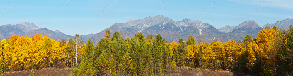 Wall mural panoramic view on a beautiful autumn forest of coniferous and deciduous trees on the background of m