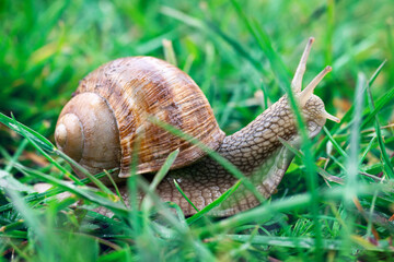 Macro photo of an adult grape snail crawling in green grass in summer day outdoors