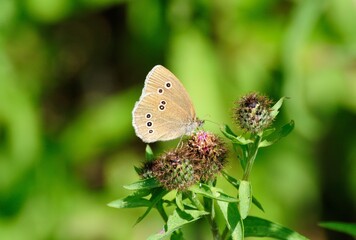 A small butterfly-Ringlet (Aphantopus hyperantus ) on a Thistle flower on a Sunny summer morning. Moscow region. Russia.