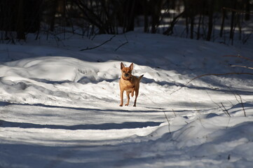 A small dog tucks its paws in with a Sunny winter day on a forest path. Moscow region. Russia.
