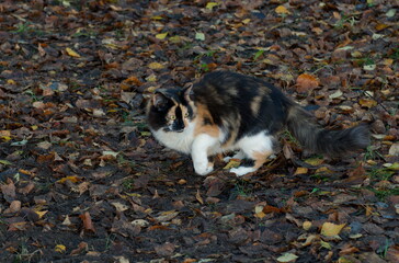 A tricolor cat walks on dry fallen leaves on an autumn day.