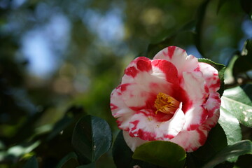 Variegated, Pink and White Flower of Camellia in Full Bloom
