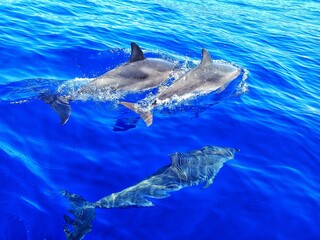Naklejka premium dolphin in the water