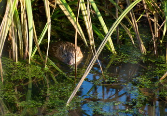Muskrat looks at the photographer hiding in the dry grass on the Bank of a small river.
