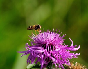 Fly hoverfly (Syrphidae)on the Thistle flower September morning. Moscow region. Russia.