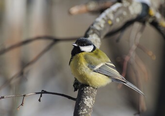 A great tit(Parus major) sits on a Linden branch on a Sunny February day. Moscow region. Russia.