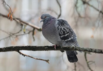 A pigeon sits on a branch on a Sunny February day. Moscow region. Russia.
