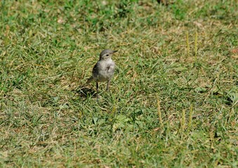 A baby white Wagtail (Motacilla alba) walks on the grass on a Sunny summer day.