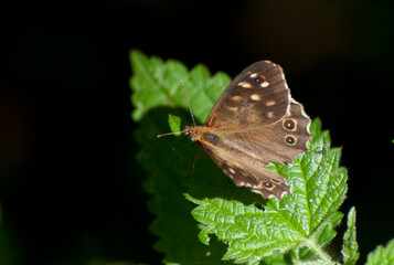 Butterfly Speckled Wood(pararge Aegeria) on a leaf of nettles in the forest basking in the sun. Moscow region. Russia.