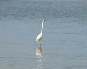 Fototapeta premium Garza blanca Delta del Ebro
