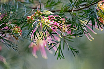 colourful gravillea