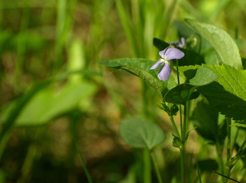 Blue flower-dog violet (Viola canina) turned to the sun on a July morning. Moscow region. Russia.
