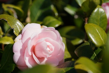 Faint Pink Flower of Camellia in Full Bloom

