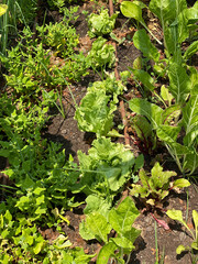 lettuce green fresh plant salad on the bed or field