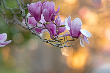 magnolia - spring flowers in the garden