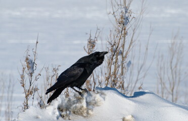A large black Raven (Corvus corax) sits on the edge of a snowy plain on a Sunny winter day. Khanty-Mansiysk. Western Siberia. Russia.
