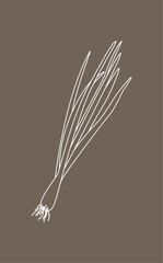 Sprouting onion isolated on beige background. Lined vector illustration