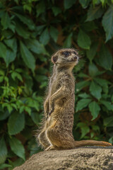 The meerkat (Suricata suricatta) stands with a pillar and turns its head in different directions. Can be used as a direction indicator. Its a small mongoose and the only member of the genus Suricata.