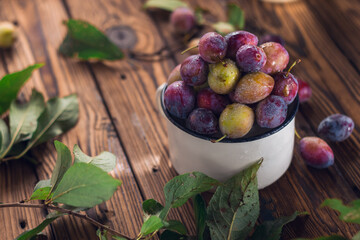 Violet and green plums in white metal cup with green leaf and water drops on the brown wooden background. Summer fruits harvest.