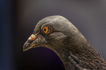 The rock dove (Columba livia) is a member of the family Columbidae (doves and pigeons). Originally found wild in Europe, North Africa, and western Asia, pigeons has spread in cities around the world.