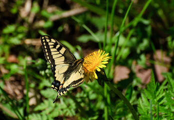 Swallowtail butterfly(Papilio machaon) on dandelion flower Sunny summer morning. Moscow region. Russia.