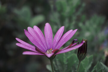 pink purple flower in the garden