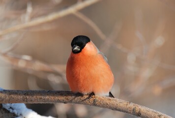 Bullfinch (Pyrrhula pyrrhula) basking in the February morning sun. Khanty-Mansiysk. Western Siberia. Russia.